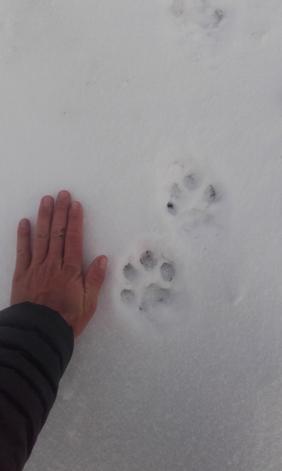 Les animaux de montagne En cas de faible enneigement les randonnées peuvent se faire en randonnée pédestre.